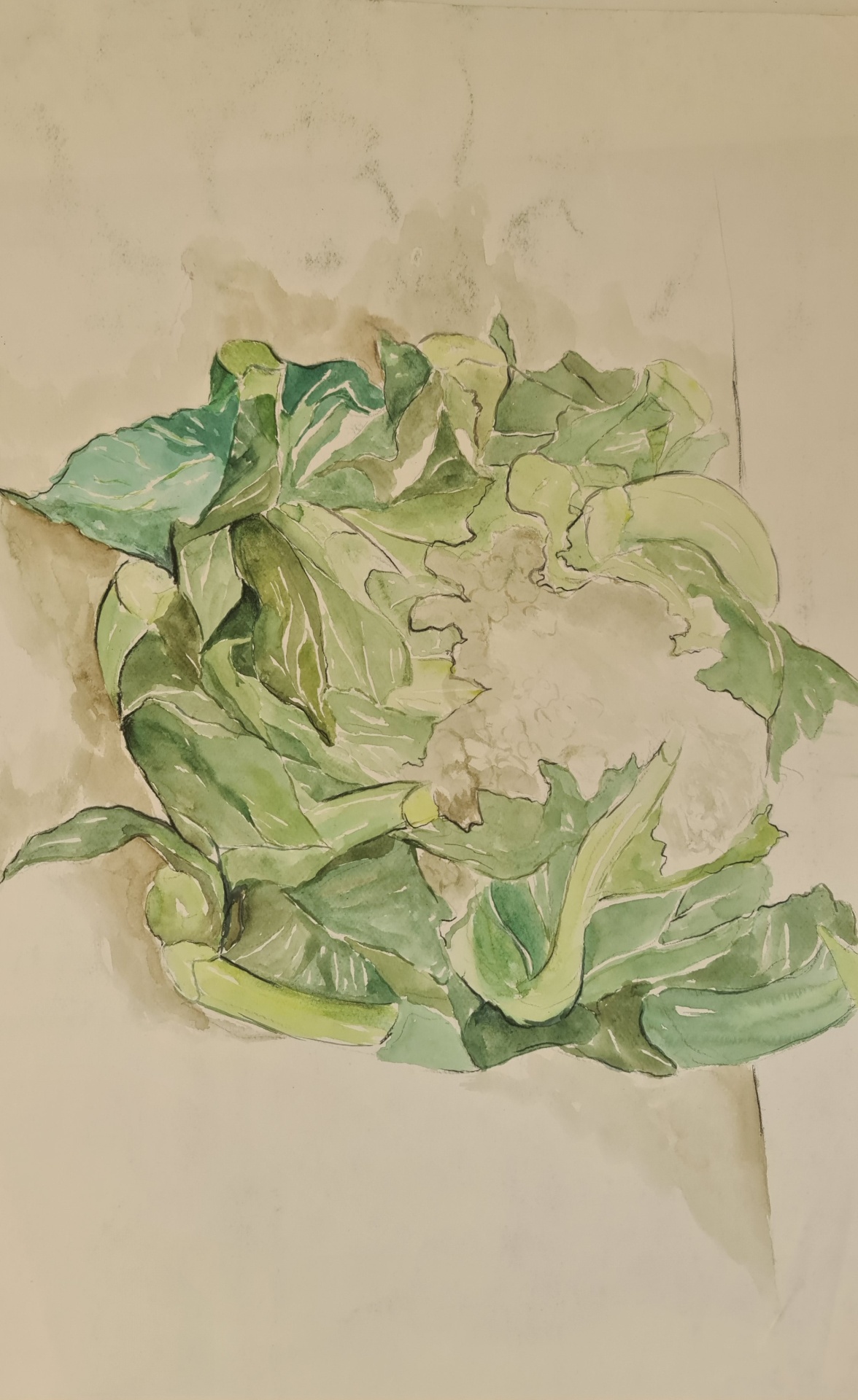Chou frisé à l'aquarelle